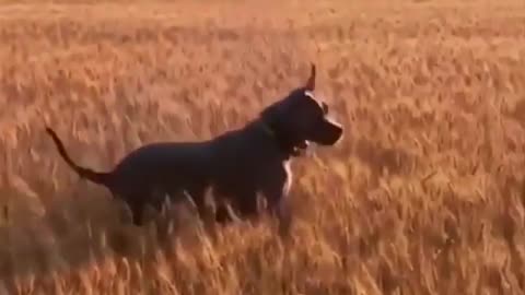 Frolicking through the fields! ••••#dogsofinstagram #puppy