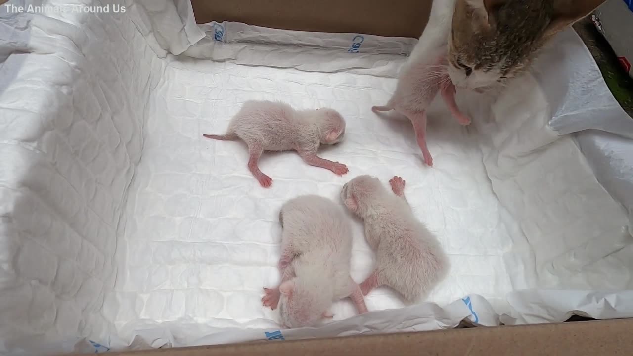 Day3_Mother_Cat_Retrieving_Her_Kittens_-_Cute_baby_animals_V