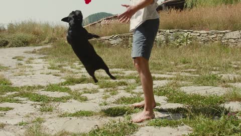funny puppy