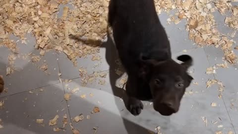 Very Cute Dog wants to get adopted