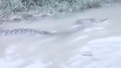 funny videos
