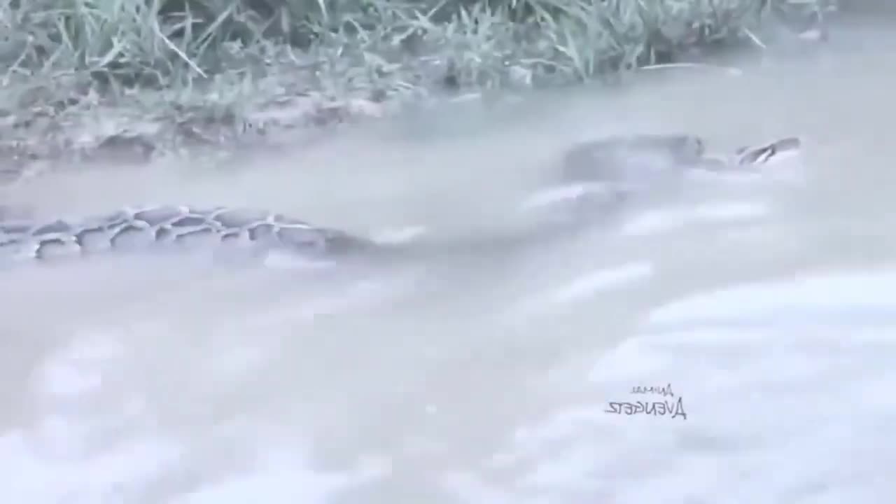 funny videos