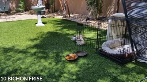 Recommended 10 pet dogs