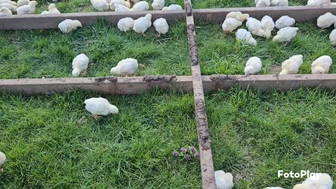 Baby Chicks