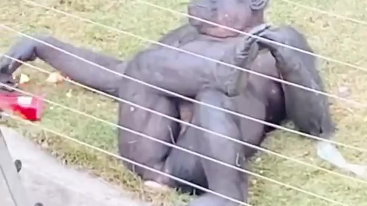 Best Funny Animal Videos Of The 2023 🤣 - Funniest Cats And Dogs Videos 😺😍