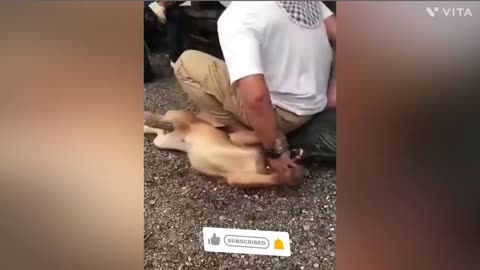 Funny animals video 🤣🤣🤣🤣