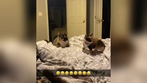 The funniest kitten