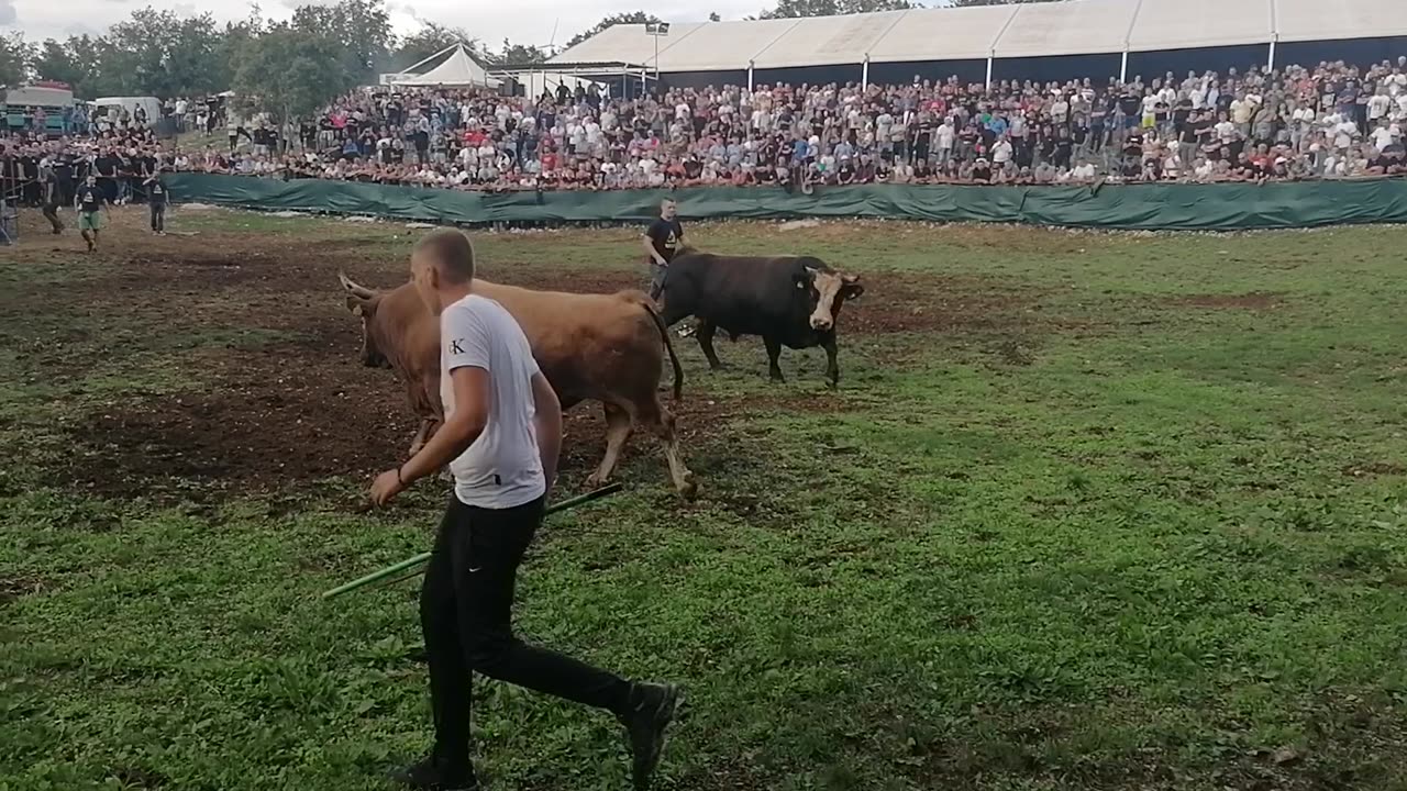 Medonja od Barana vs Brizan od Koalicije Ugljane