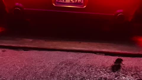 2006 Supercharged Mustang GT- (Cold Start LOUD! 🥶)