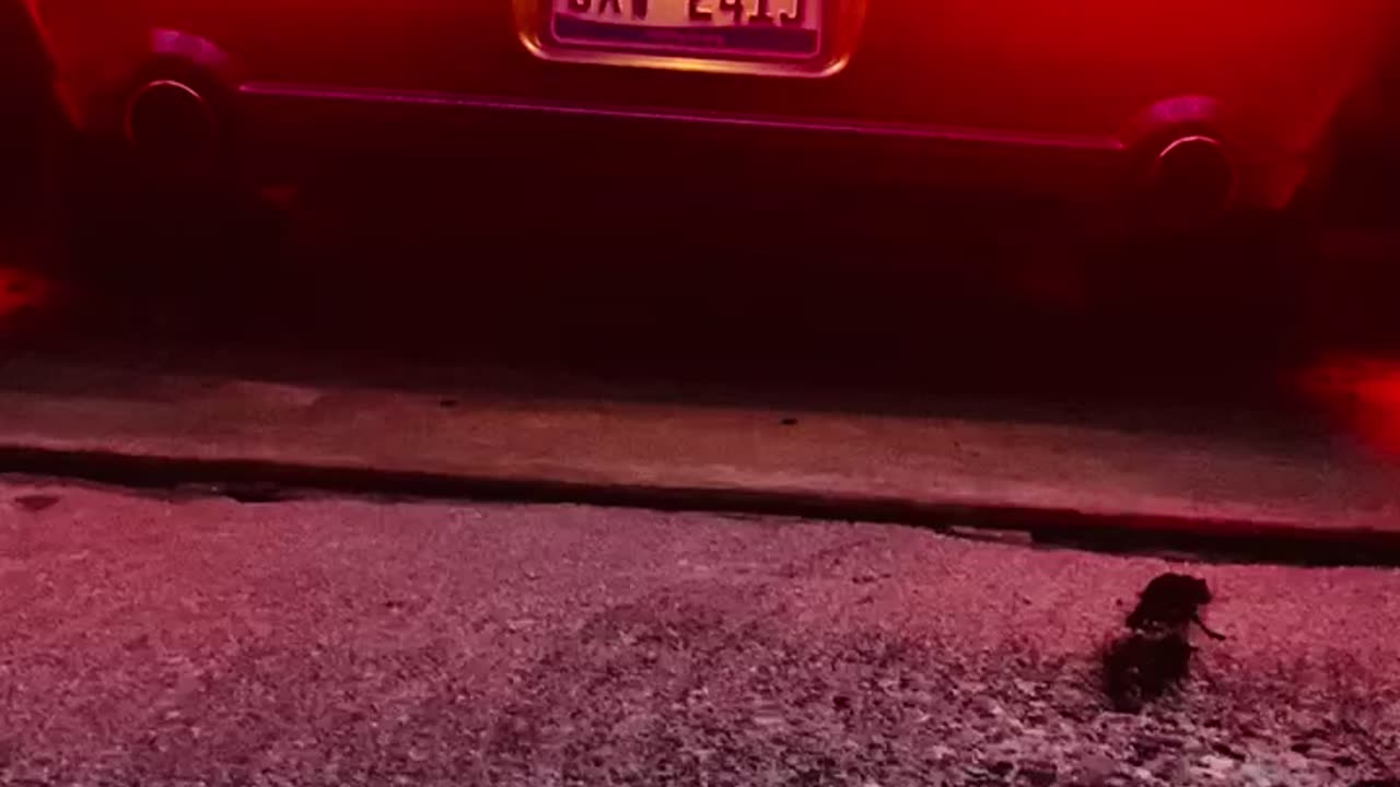 2006 Supercharged Mustang GT- (Cold Start LOUD! 🥶)