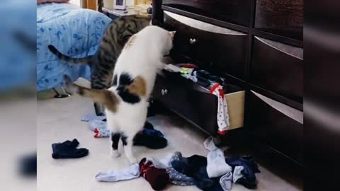 Cat in search of that blue sock.