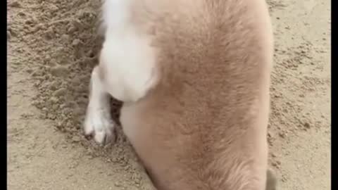 This cat and dog have a good bond