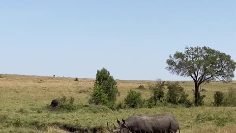 Big Male Rhino 🦏