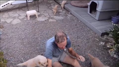 Nice dogs