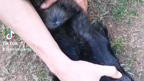 Life saving, releasing your dogs airways.