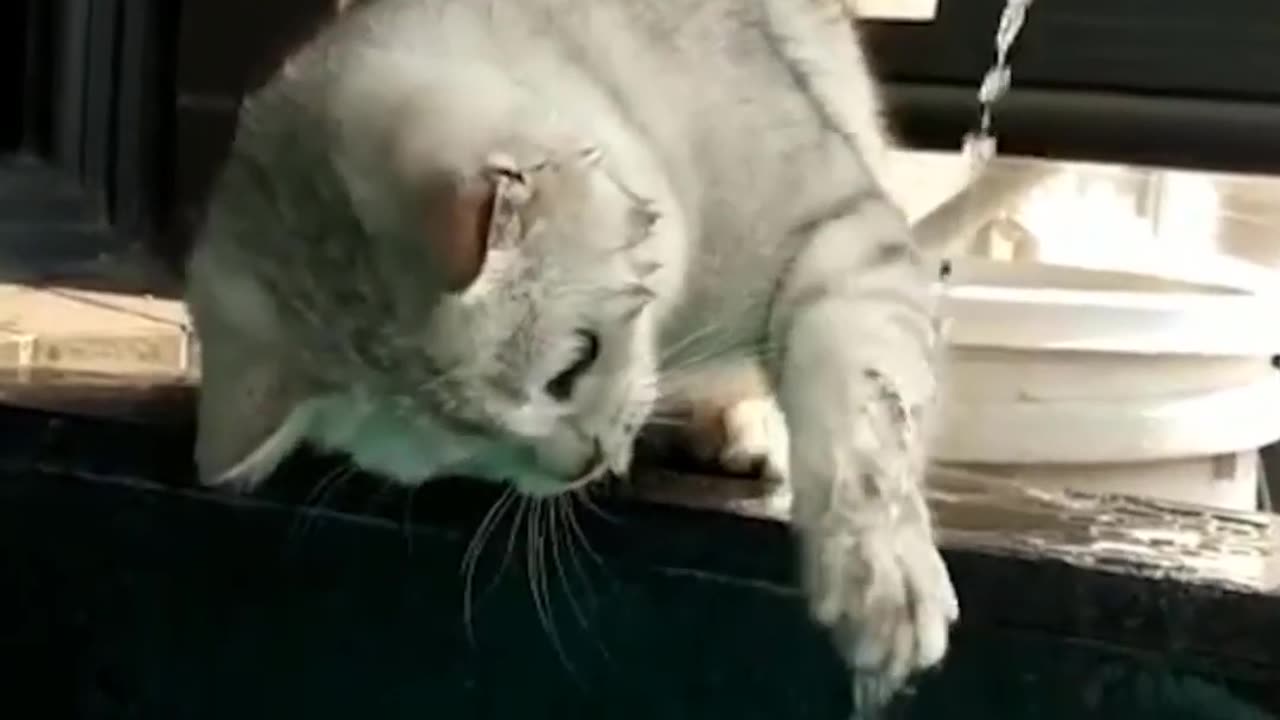 Pet Pranks A Year of Cat and Dog Hijinks on Home Camera 2023 #shorts