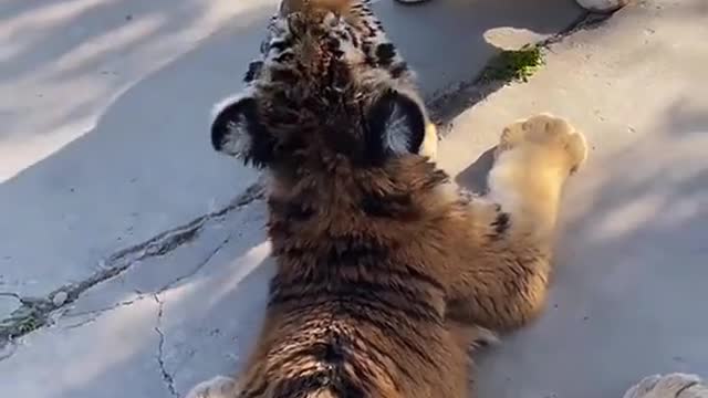 Naughty little guy, cute and cute
