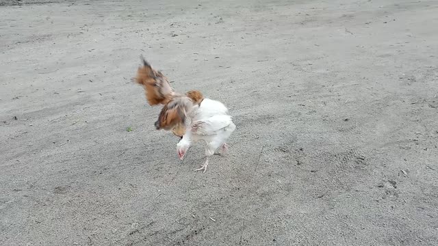 Small Chicken fighting in the street