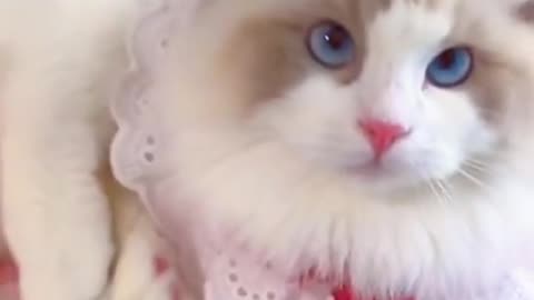 Funny Cat Video