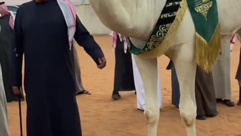 camel ride