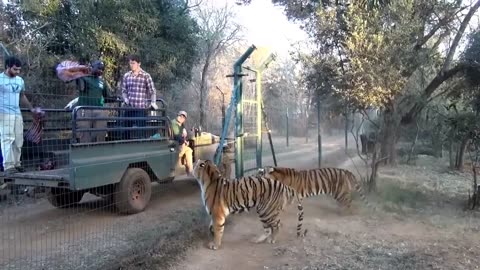 Tigers Jumping