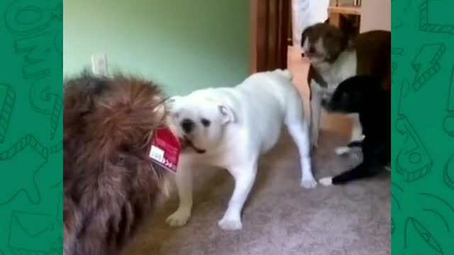 Poor dogs kkkkkkkkkk imagine if it were real!! 🤣🤣🤣