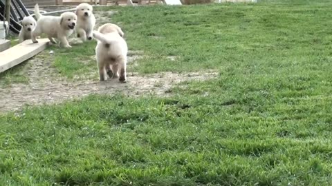 Schwarm von Golden Retriever Welpen