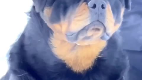 Dog Pappy dogs funny video