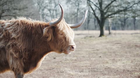 🐮 very nice and very good video 🐄
