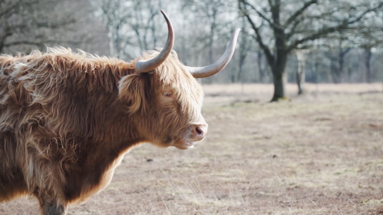 🐮 very nice and very good video 🐄