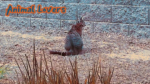 Cat Name Melly Animal Lovers #18
