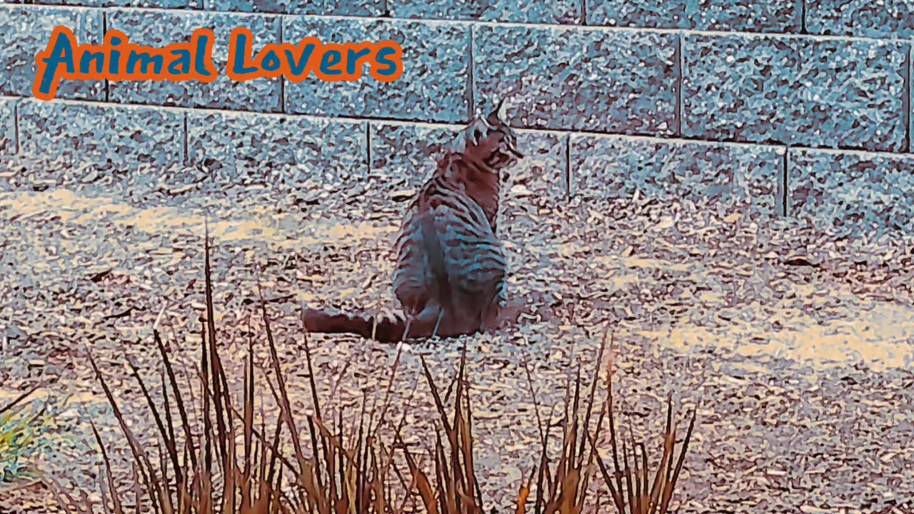 Cat Name Melly Animal Lovers #18