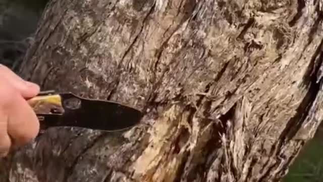 Getting Drinking Water From a Tree 🌳 #survivalskill #treewater