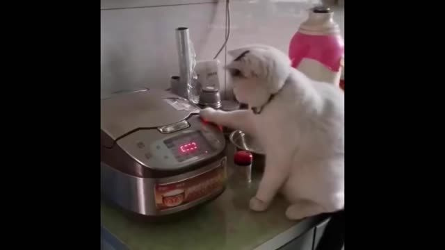 Funnest cats and dogs of the year 2022