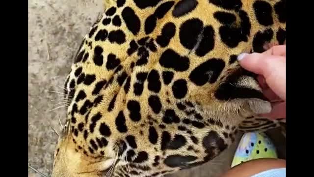 This cheetah is so good. It seems to depend on its owner