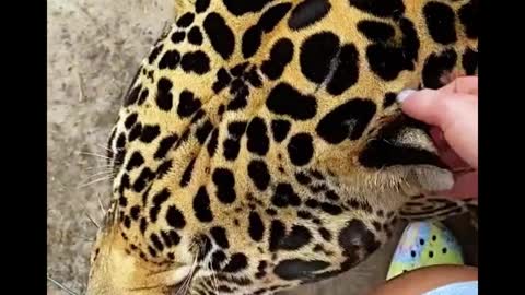 This cheetah is so good. It seems to depend on its owner