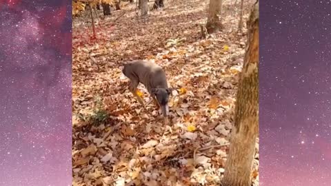 Slo-Mo Dog ...