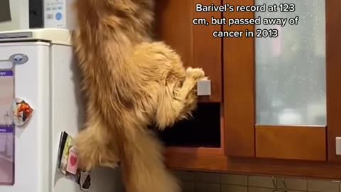 The longest domestic cat (living) is Barivel, a