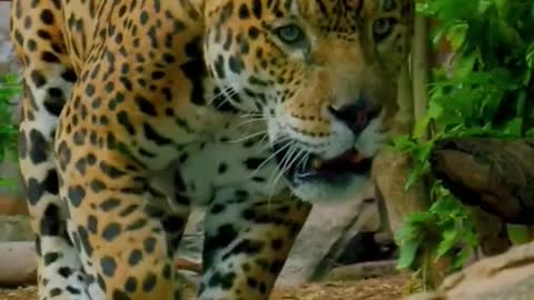 Incredible Jaguar Details
