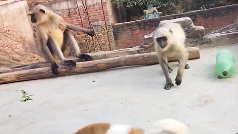 Funny monkey viral video viral viral animals viral viral animals viral viral animals viral viral