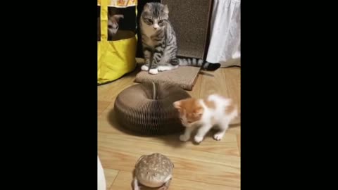 Cute cats | cute dogs | funny cats | funny dogs | cute and funny cats and dogs