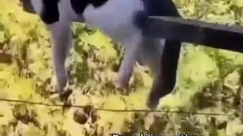 Funniest cat and cats love 2023