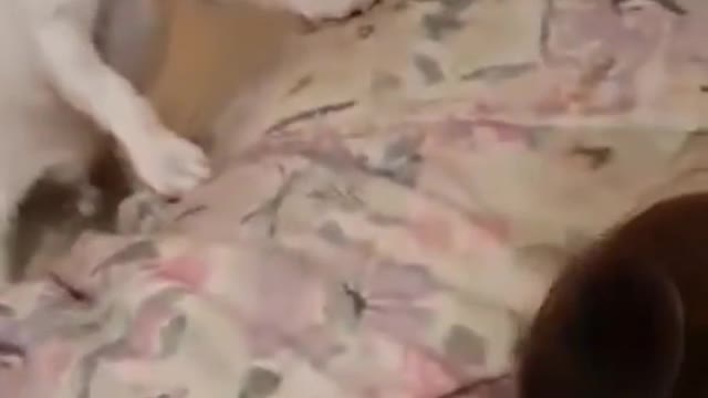 Funny cat and dogvidei😂 animal funny video 2022