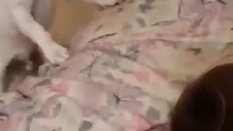 Funny cat and dogvidei😂 animal funny video 2022