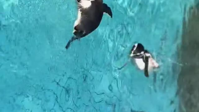I think you'll be watching the live penguin tomorrow