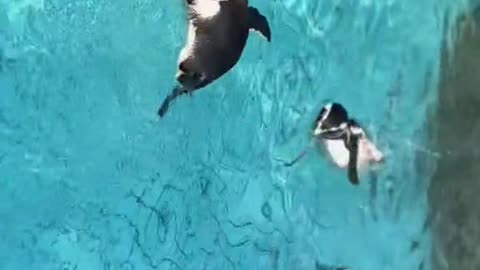 I think you'll be watching the live penguin tomorrow