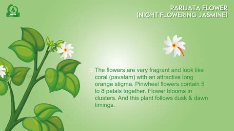 Night Blooming Jasmine