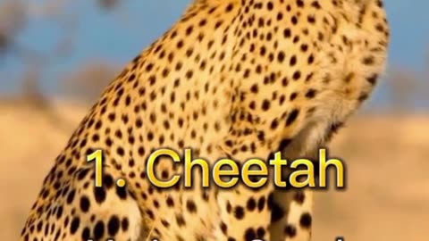 Top 10 Fatest land animals