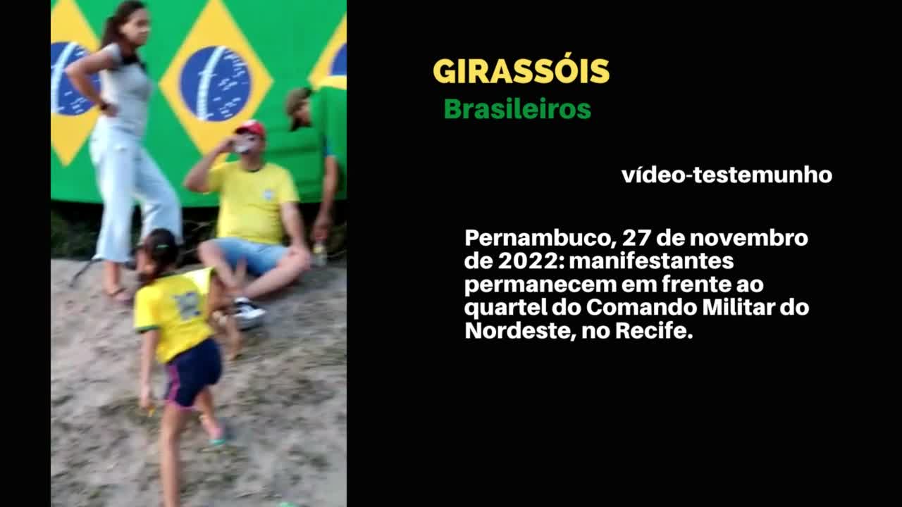 Girassóis Brasileiros