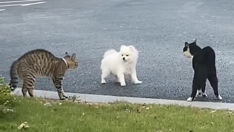 Animal clips